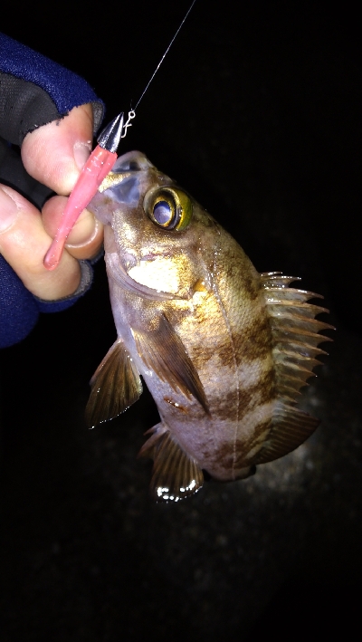 ナイトメバリング