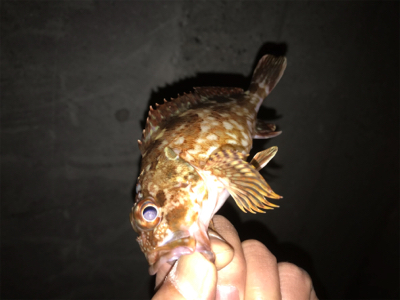 タケノコとガシラ