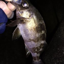 ナイトメバリング