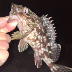 渋いメバリング