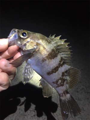漁港でメバリング