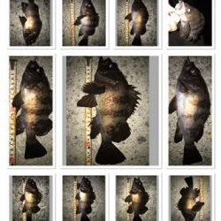 2020ライトゲーム第10戦