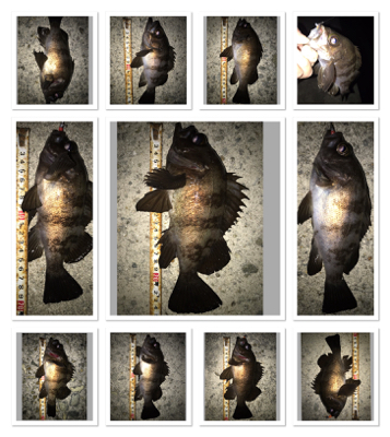 2020ライトゲーム第10戦