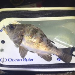 プラグメバリング