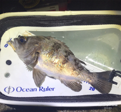 プラグメバリング