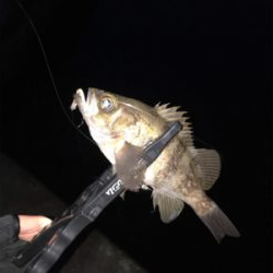 メバルを求めて⑧