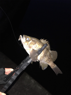 メバルを求めて⑧