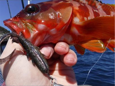 カヤックフィッシング！