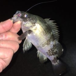 渋めのメバリング