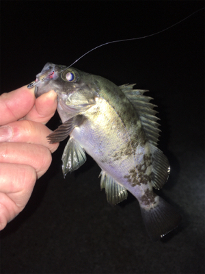 渋めのメバリング