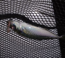 ナイトメバリング