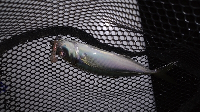 ナイトメバリング