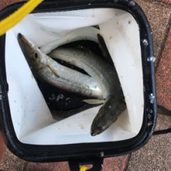 大波！爆風！壱岐島！