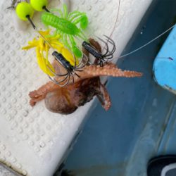 タコ釣り　　釣船きもと