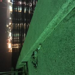 アジ釣れた(^｡^)