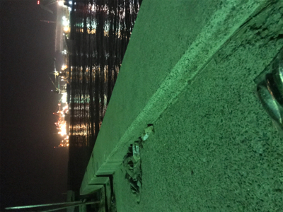 アジ釣れた(^｡^)