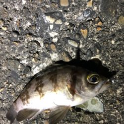 メバルさんありがとう