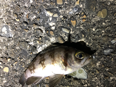 メバルさんありがとう