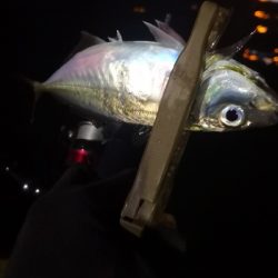 アジング 練習 125