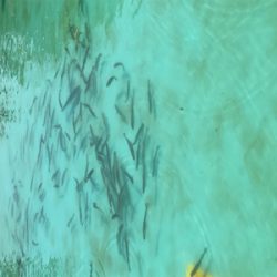 服部緑地再会 ルアーは初心者には地獄ですよ。