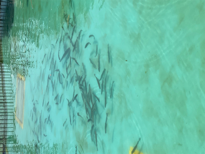 服部緑地再会 ルアーは初心者には地獄ですよ。