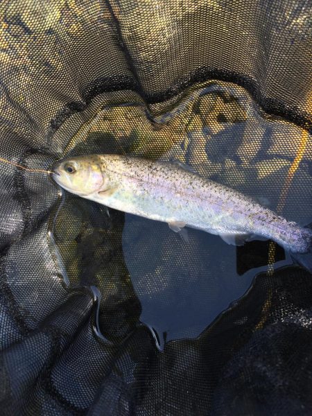 久々の水無瀬川・尺代アマゴ・マス釣り場