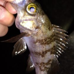 ナイトメバリング