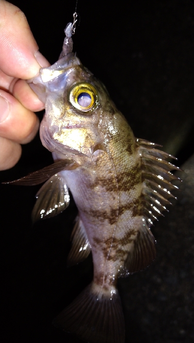 ナイトメバリング