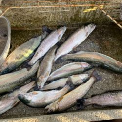 プールフィッシング