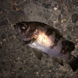 フロートゲーム