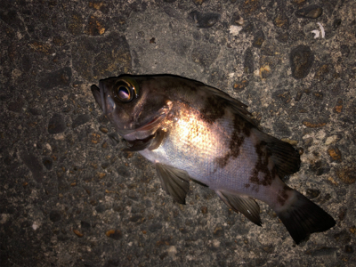 フロートゲーム