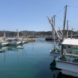 メバルプラッキング