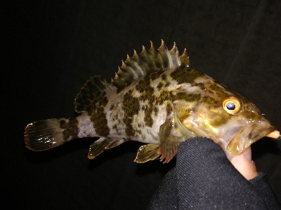 ライトゲーム好調