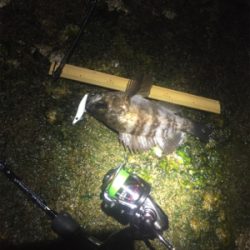 メバル鉄板ポイントに