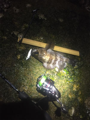 メバル鉄板ポイントに