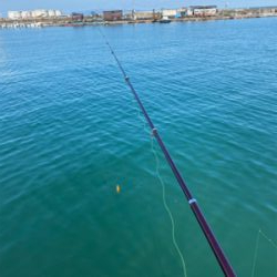 イワシ復活しました!