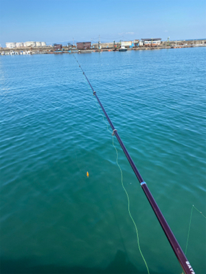 イワシ復活しました!
