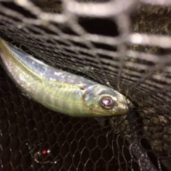 アジングまぁまぁ調子