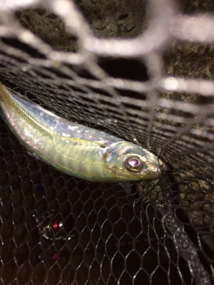 アジングまぁまぁ調子