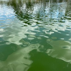 服部緑地　トラウト　