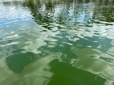 服部緑地　トラウト　