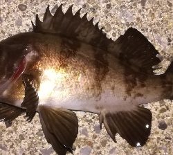 メバリング1900〜1935 2100〜2150