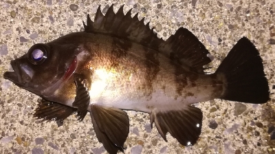 メバリング1900〜1935 2100〜2150