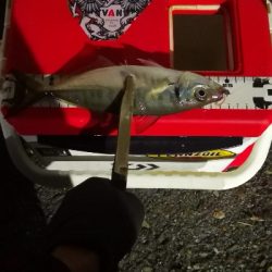 アジング 練習 127