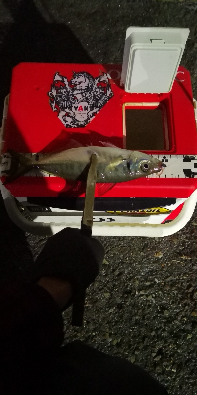 アジング 練習 127