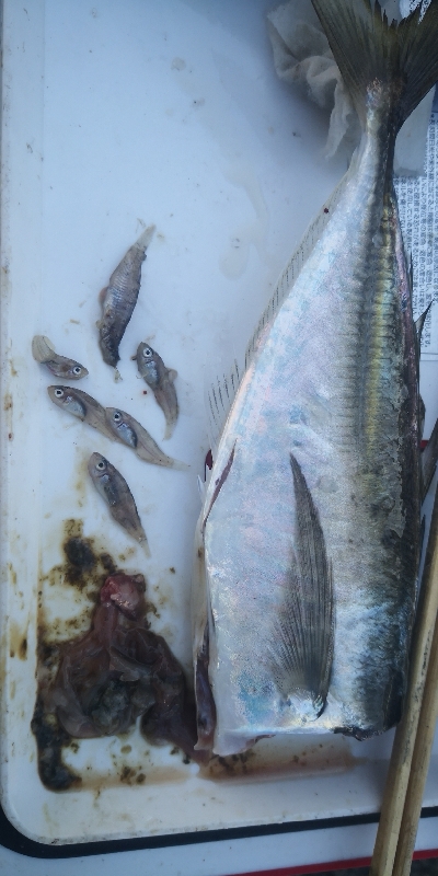 アジング 練習 128