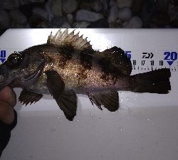 ナイトメバリング