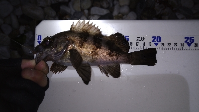 ナイトメバリング