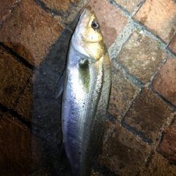 シーバス釣行！