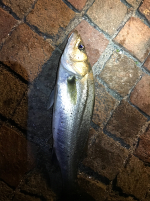 シーバス釣行！